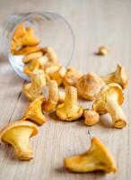 Fresh chanterelles closeup photo