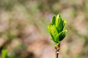 Branch tree with spring buds photo