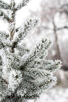 Frosted tree landscape photo