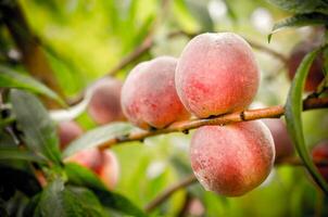 Ripe peaches fruits on a branch photo