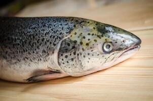 Atlantic Salmon whole fish photo