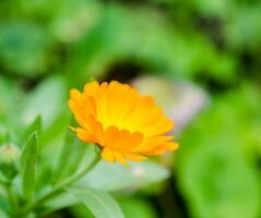 Calendula flower closeup photo