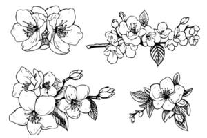 Sakura flower hand drawn ink sketch. Engraved style illustration. vector