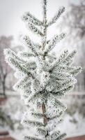 Frosted tree closeup photo