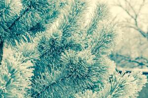 Frosted tree closeup photo