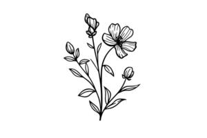 Hand drawn ink sketch of meadow wild flower. Engraved style illustration. vector