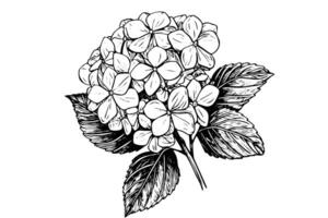 Vintage Hand-Drawn Hydrangea Illustration Sketch of Hortensia Flower, Floral Design . vector