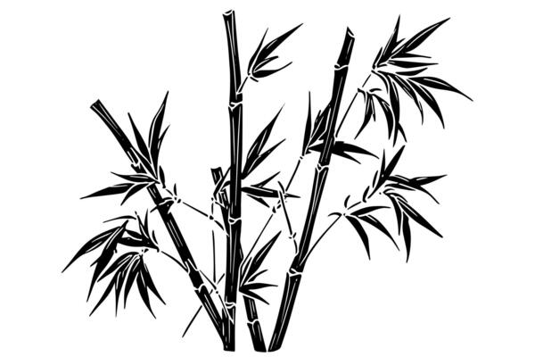 Hand drawn ink sketch of bamboo leaves and branches.