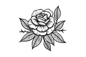 Elegant Rose. Vintage simple line art. Hand drawn ink sketch. Engraving illustration. vector