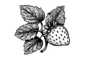 Vintage Hand-Drawn Sketch of Strawberry, Retro Illustration with Botanical Elements, Isolated on White Background vector