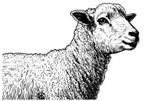 Cute sheep hand drawn ink sketch. Engraved style illustration. vector