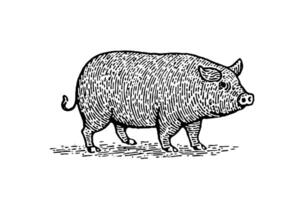 Clásico cerdo bosquejo dibujado a mano ilustración de granja animal. vector