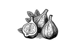 Figs fruit hand drawn ink sketch. Engraved style illustration. vector