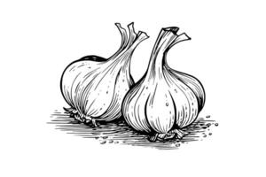 Garlic heads hand drawn ink sketch. Engraving vintage style illustration. vector