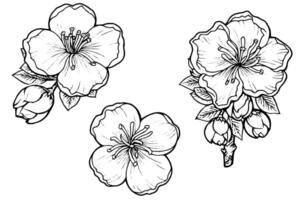 Sakura flower hand drawn ink sketch. Engraved style illustration. vector