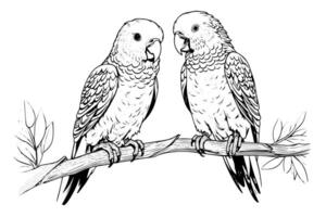 Parrot sitting on a branch hand drawn ink sketch. Engraved style illustration. vector