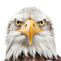 Generated AI an eagle head with a yellow beak and a white beak on transparent background png