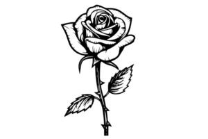 Rose flower hand drawn ink sketch. Engraving style illustration. vector