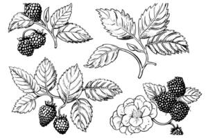 Blackberry or raspberry hand drawn ink sketch. Engraving vintage style illustration. vector