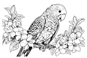 Parrot sitting on a branch hand drawn ink sketch. Engraved style illustration. vector