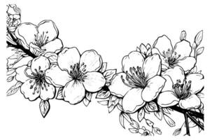 Sakura branch hand drawn ink sketch. Engraved style illustration. vector