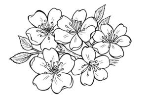 Sakura flower hand drawn ink sketch. Engraved style illustration. vector