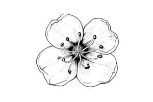 sakura flor mano dibujado tinta bosquejo. grabado estilo ilustración. vector