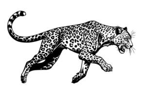 negro y blanco mano dibujado tinta bosquejo de leopardo camina. ilustración. vector