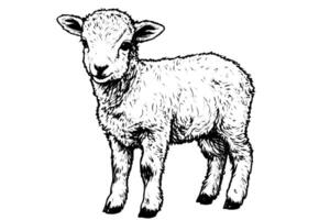 Cute sheep hand drawn ink sketch. Engraved style illustration. vector