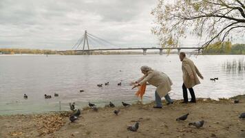 Happy retired couple Caucasian family mature old female male feeding birds on river in city park funny carefree woman man chase pigeons having fun joy fooling around together weekend full length shot video