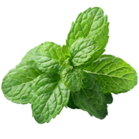 menthe feuilles, transparent Contexte png