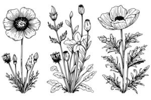 Hand drawn ink sketch of meadow wild flower set. Engraved style illustration. vector