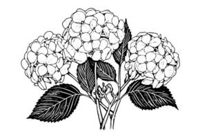 Vintage Hand-Drawn Hydrangea Illustration Sketch of Hortensia Flower, Floral Design . vector