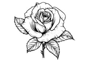 Vintage Woodcut Rose Engraved Floral Illustration with Boho Charm. vector