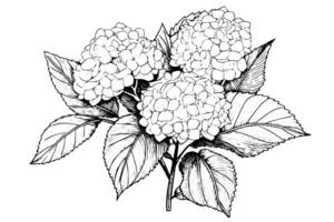 Vintage Hand-Drawn Hydrangea Illustration Sketch of Hortensia Flower, Floral Design . vector