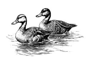 Swimming duck hand drawn ink sketch. Engraved style illustration. vector