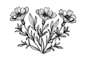 Hand drawn ink sketch of meadow wild flower. Engraved style illustration. vector