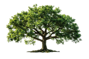 A large, green tree with sprawling branches stands tall. Its leaves are lush and vibrant, signifying life and growth. png