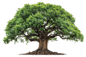 A large, green tree with sprawling branches stands tall. Its leaves are lush and vibrant, signifying life and growth. png