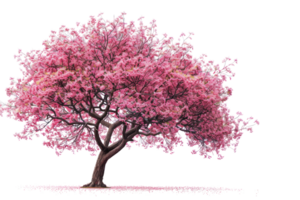 A vibrant pink cherry blossom tree in full bloom, png