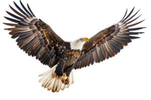 A majestic bald eagle with wings spread wide in flight, png