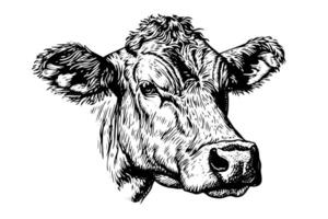 Clásico dibujado a mano bosquejo de un de vaca cabeza retro ilustración de lechería granja icono. vector