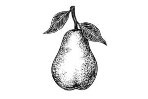 Vintage Pear Illustration Hand-Drawn Sketch of Pyrus Fruit in Engraved Style. vector