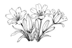 Saffron or crocus hand drawn ink sketch. Illustration in engraving vintage style. vector