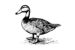 Duck hand drawn ink sketch. Engraved style illustration. vector