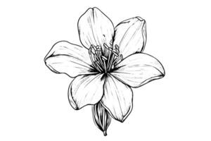 Saffron or crocus hand drawn ink sketch. Illustration in engraving vintage style. vector