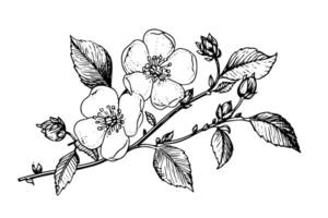 rosa canina flor mano dibujado tinta bosquejo. grabado estilo ilustración. vector