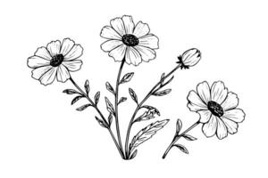 Wild flower hand drawn ink sketch. Engraved retro style illustration. vector