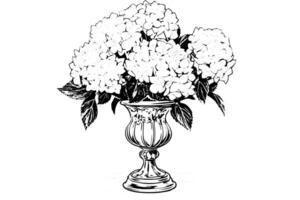 Vintage Hand-Drawn Hydrangea Illustration Sketch of Hortensia Flower in a Vase. vector