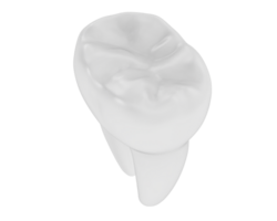 dente isolado em fundo. 3d Renderização - ilustração png